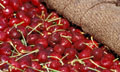 Cherries